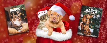 Adventní kalendáře pro domácí mazlíčky: Proč jsou ideálním dárkem pro chovatele